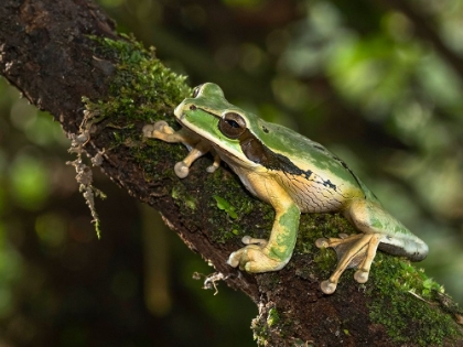 Picture of MASKED TREEFROG- COSTA RICA- CENTRAL AMERICA
