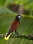Picture of MONTEZUMA OROPENDOLA- COSTA RICA- CENTRAL AMERICA