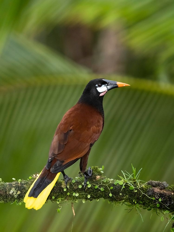 Picture of MONTEZUMA OROPENDOLA- COSTA RICA- CENTRAL AMERICA