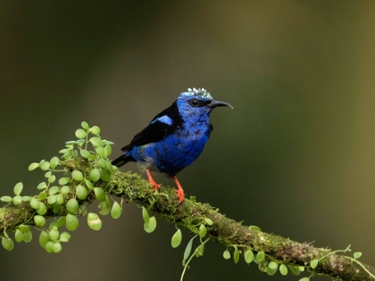 Picture of RED-LEGGED HONEYCREEPER- COSTA RICA- CENTRAL AMERICA
