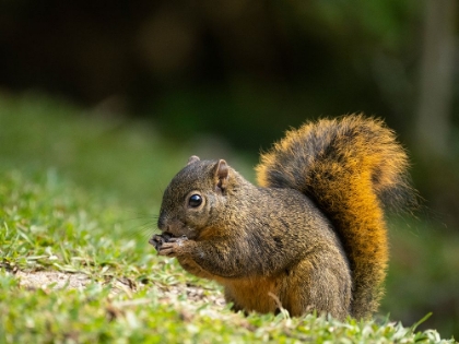 Picture of RED-TAILED SQUIRREL- BOSQUE DEL PAZ- COSTA RICA