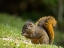 Picture of RED-TAILED SQUIRREL- BOSQUE DEL PAZ- COSTA RICA