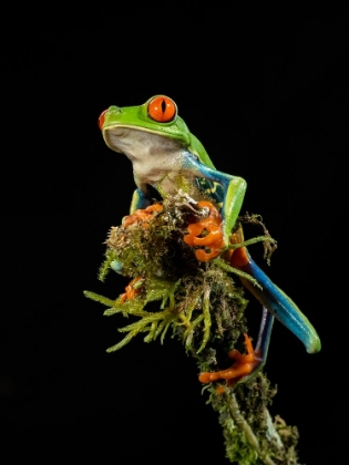 Picture of RED-EYED TREEFROG- COSTA RICA- CENTRAL AMERICA