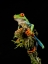Picture of RED-EYED TREEFROG- COSTA RICA- CENTRAL AMERICA