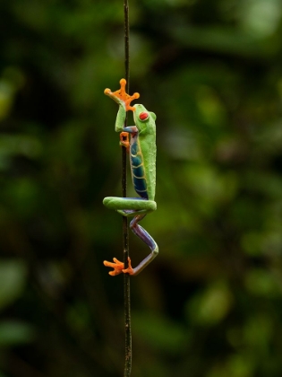Picture of RED-EYED TREEFROG- COSTA RICA- CENTRAL AMERICA