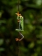 Picture of RED-EYED TREEFROG- COSTA RICA- CENTRAL AMERICA