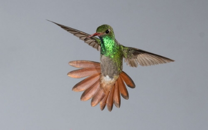 Picture of RUFOUS-TAILED HUMMINGBIRD- COSTA RICA- CENTRAL AMERICA
