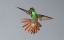 Picture of RUFOUS-TAILED HUMMINGBIRD- COSTA RICA- CENTRAL AMERICA