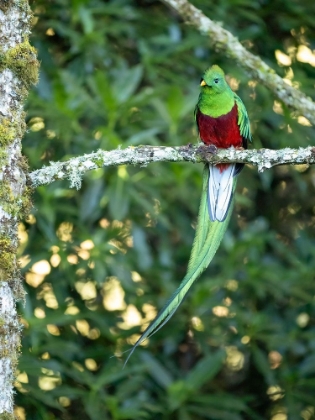 Picture of RESPLENDENT QUETZAL- COSTA RICA