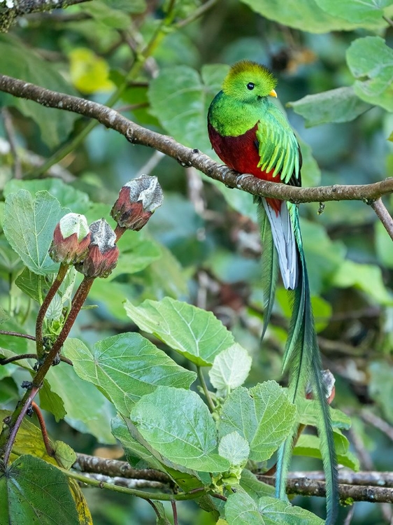 Picture of RESPLENDENT QUETZAL- COSTA RICA