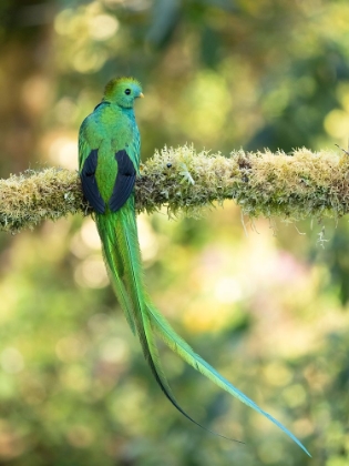 Picture of RESPLENDENT QUETZAL- COSTA RICA