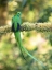 Picture of RESPLENDENT QUETZAL- COSTA RICA