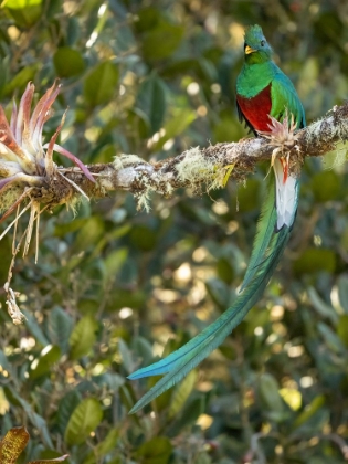 Picture of RESPLENDENT QUETZAL- COSTA RICA