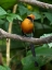 Picture of RUFOUS MOTMOT- COSTA RICA- CENTRAL AMERICA