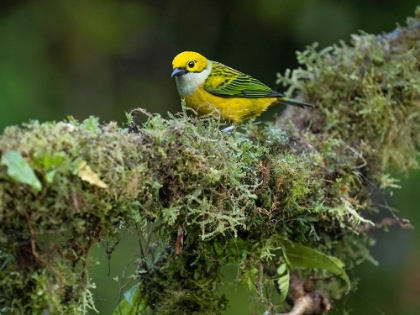 Picture of SILVER-THROATED TANAGER SITTING ON TREE BRANCH- COSTA RICA- CENTRAL AMERICA