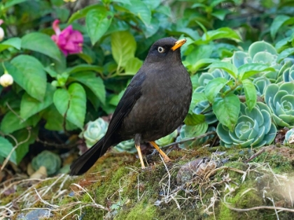 Picture of SOOTY ROBIN- AKA SOOTY THRUSH- COSTA RICA- CENTRAL AMERICA