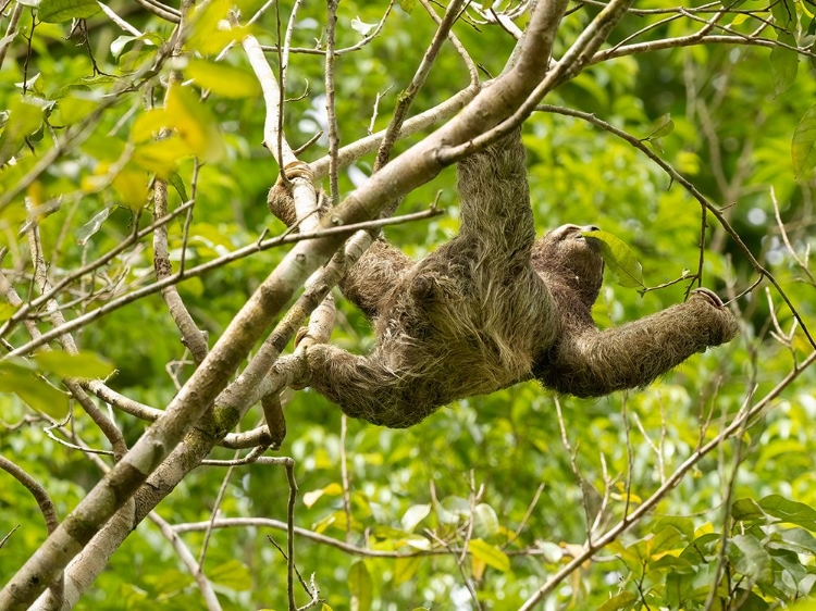 Picture of BROWN-THROATED SLOTH- COSTA RICA- CENTRAL AMERICA