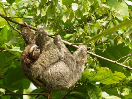 Picture of BROWN-THROATED SLOTH- COSTA RICA- CENTRAL AMERICA