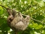 Picture of BROWN-THROATED SLOTH- COSTA RICA- CENTRAL AMERICA