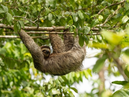 Picture of BROWN-THROATED SLOTH- COSTA RICA- CENTRAL AMERICA