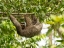 Picture of BROWN-THROATED SLOTH- COSTA RICA- CENTRAL AMERICA