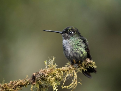 Picture of TALAMANCA HUMMINGBIRD- COSTA RICA- CENTRAL AMERICA