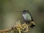 Picture of TALAMANCA HUMMINGBIRD- COSTA RICA- CENTRAL AMERICA