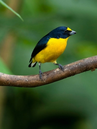 Picture of YELLOW-THROATED EUPHONIA PERCHING- COSTA RICA- CANTAL AMERICA