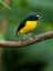 Picture of YELLOW-THROATED EUPHONIA PERCHING- COSTA RICA- CANTAL AMERICA