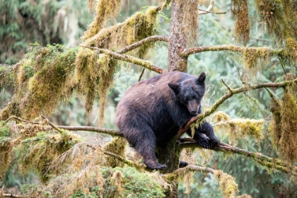 Picture of BLACK BEAR CUB FINDS SAFETY IN A TREE AT ANAN CREEK.