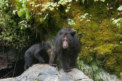 Picture of BLACK BEAR CUB FOLLOWING ITS MAMA AT ANAN CREEK.
