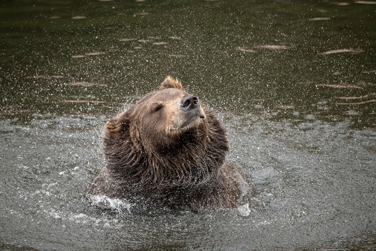 Picture of BROWN BEAR AT FORTRESS OF THE BEAR- A RESCUE CENTER IN SITKA- SHAKES OFF WATER.