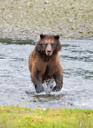 Picture of BROWN BEAR CHASES AFTER A SALMON DINNER AT PACK CREEK.
