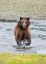 Picture of BROWN BEAR CHASES AFTER A SALMON DINNER AT PACK CREEK.