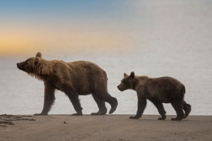 Picture of BROWN BEAR CUB AND SOW WALK A COOK INLET BEACH.