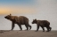 Picture of BROWN BEAR CUB AND SOW WALK A COOK INLET BEACH.