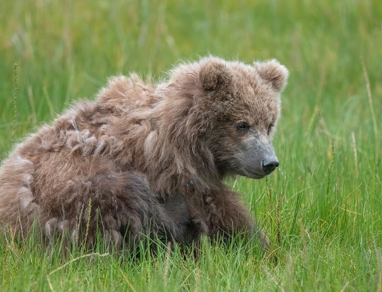 Picture of BROWN BEAR CUB EATING SEDGE GRASSES.