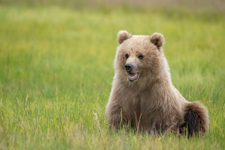 Picture of BROWN BEAR CUB EATING SEDGE GRASSES.