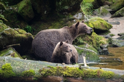 Picture of BROWN BEAR CUB STAYING CLOSE TO MOM AT ANAN CREEK.