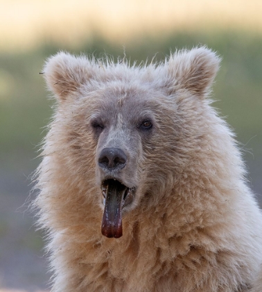 Picture of BROWN BEAR CUB STICKING OUT ITS TONGUE.