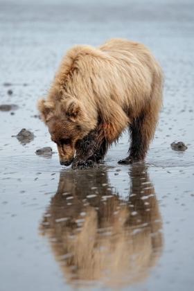 Picture of BROWN BEAR DIGS FOR CLAMS IN THE MUD OF COOK INLET.