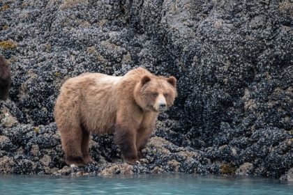 Picture of A BROWN BEAR LOOKING FOR FOOD AT LOW TIDE- MUIR INLET- GLACIER BAY.