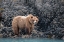 Picture of A BROWN BEAR LOOKING FOR FOOD AT LOW TIDE- MUIR INLET- GLACIER BAY.