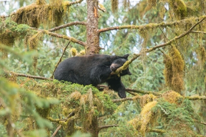 Picture of CUB RESTING IN A TREE NEXT TO ANAN CREEK.