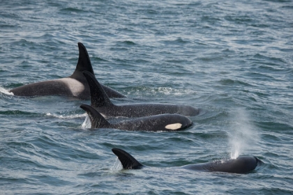 Picture of AN ORCA FAMILY SWIMMING ALONG ICY STRAIT- ALASKA.