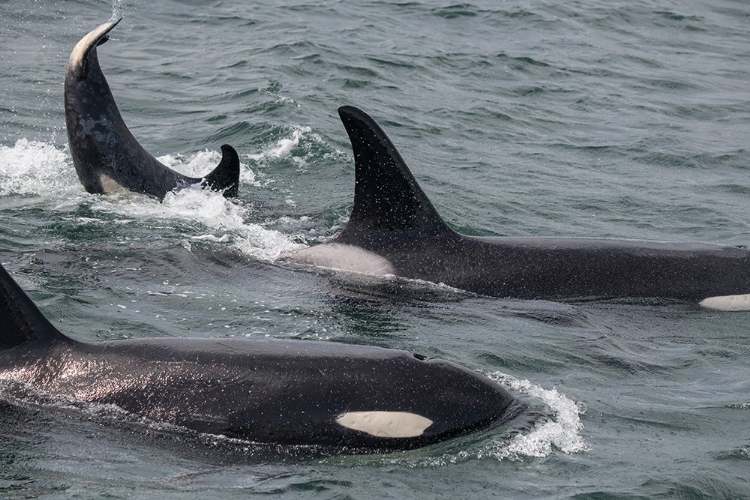 Picture of AN ORCA FAMILY SWIMMING ALONG ICY STRAIT- ALASKA.