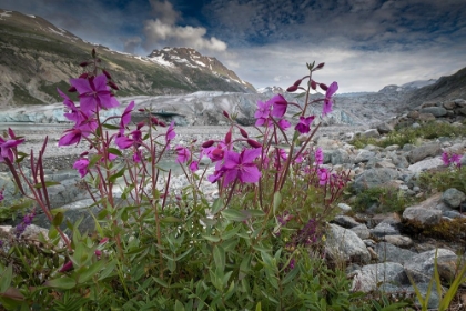 Picture of BEACH BEAUTY FLOWERS THRIVING NEAR THE TERMINUS OF REID GLACIER- GLACIER BAY.