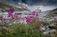 Picture of BEACH BEAUTY FLOWERS THRIVING NEAR THE TERMINUS OF REID GLACIER- GLACIER BAY.