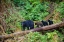 Picture of BLACK BEAR TRIPLETS FOLLOW MOM AT ANAN CREEK.
