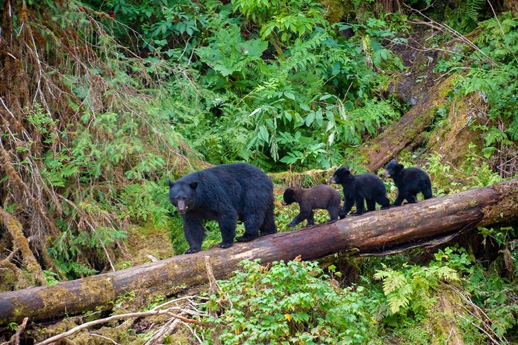 Picture of BLACK BEAR TRIPLETS FOLLOW MOM AT ANAN CREEK.